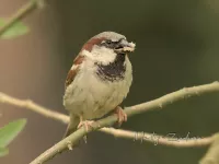 Mussen en sneeuwvinken [Passeridae]